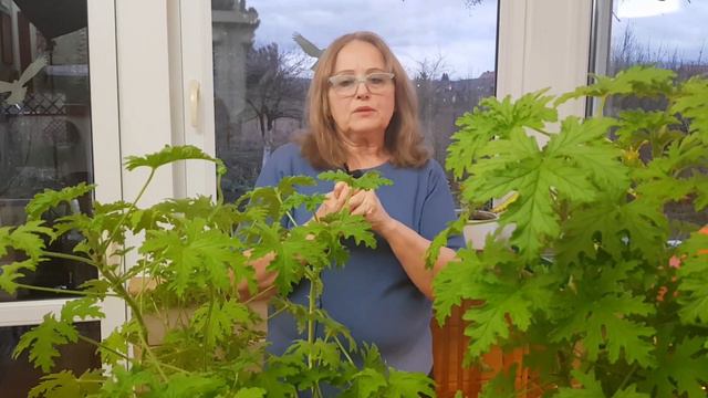 Melarosa #17 - Geranium (anginka, Pelargonia Pachnąca) I żyworódka - Rośliny Lecznicze.