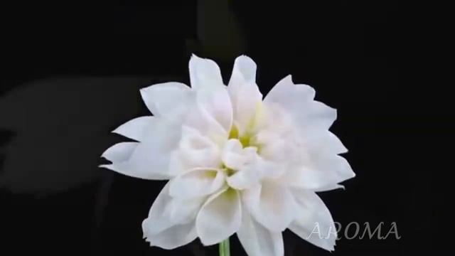 ?Цветочный блог Флориста?Комсомольск на Амуре