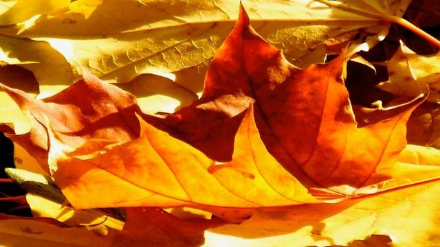 Листопад.  Биологические особенности..mp4