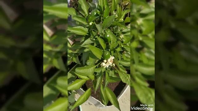 7365076be98228ae86f9d0a81bad0c0c