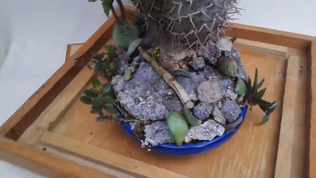 A Common Succulent Treated Uncommonly