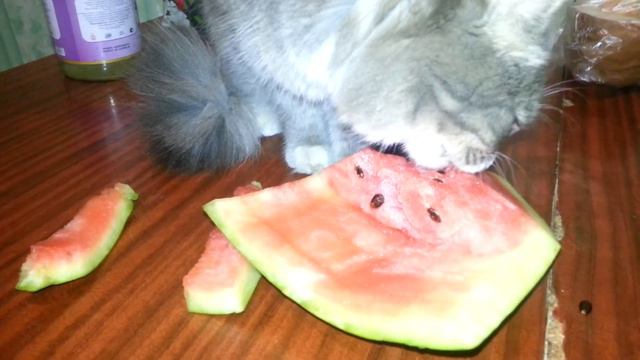 Кот ест арбуз!!!