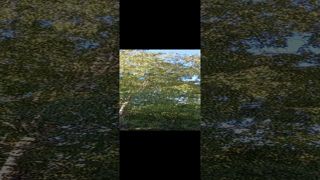 Поющие с утра))). 24.06.24