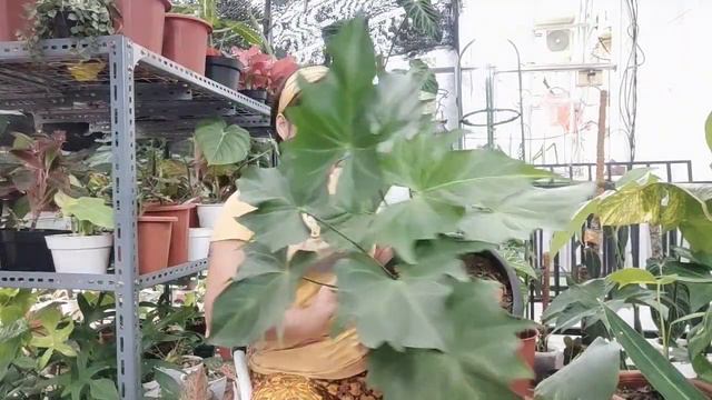 SALE 12.12 | SEMUA HARGA PAKET HEMAT