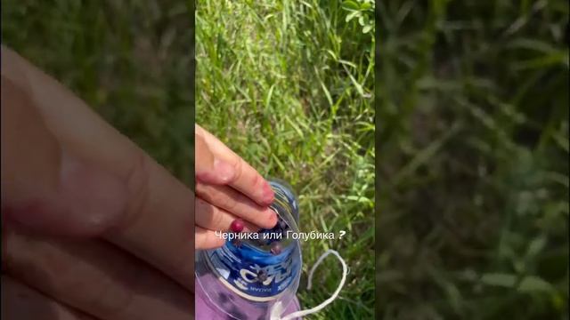 Черника или Голубика ? #асмр #asmr #ягоды