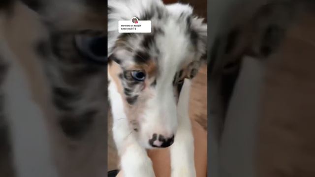 ПОЧЕМУ ТАКОЙ МИЛЫЙ? #аусси #aussie #милота #мило #cutedog #cutepuppy
