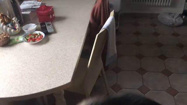 Собака хозяйничает на кухне.