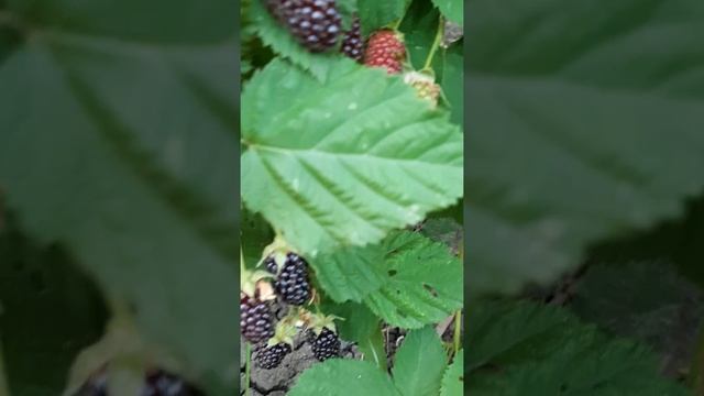 Ежевика КАЛАМБИЯ СТАР вкуснейший сорт