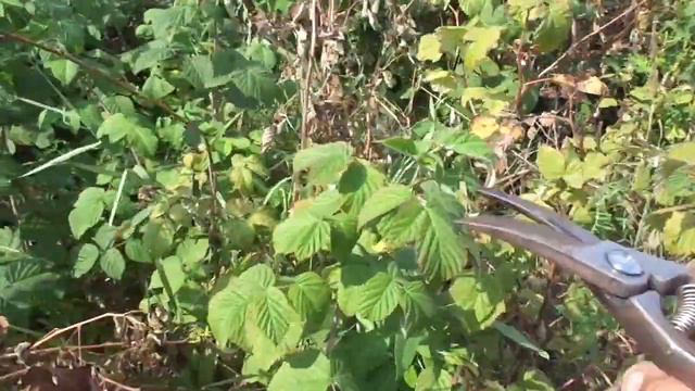 Хотите получать больше ягод на Малине и собирать её в 20 раз больше ,то сделайте Это!