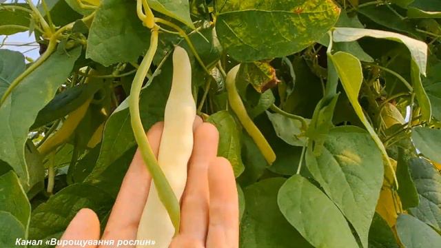 Тичкова спаржева квасоля. Вирощування. Дохід