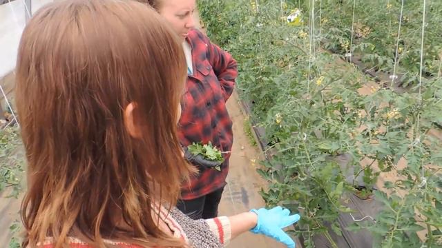 Tomato Trellising, Clipping And Pruning For Best Production