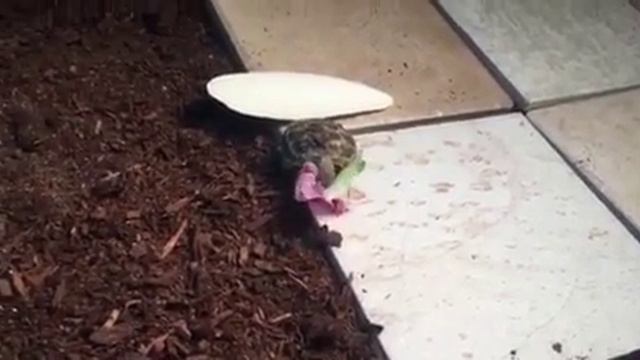 My New Russian Tortoise Hatchling Eating A Petunia