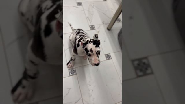 Щенок немецкого Дога 2,5 месяца #немецкийдог