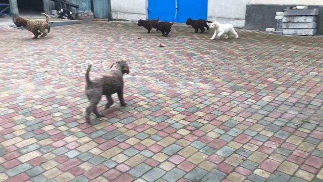 Щенки лаготто 3 месяца