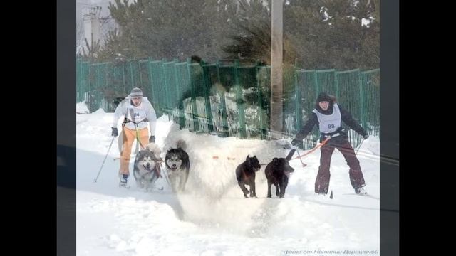 Аляскинские маламуты - Шалопаи Севера