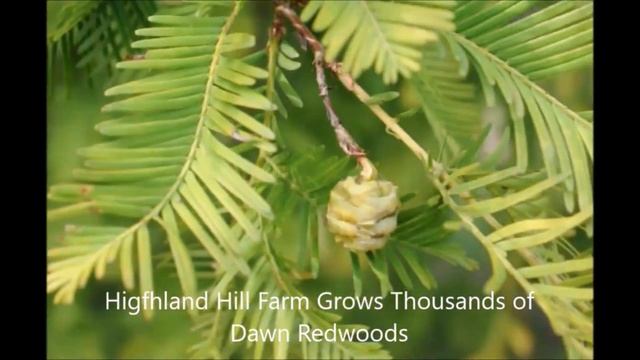 Metasequoia Metasequoia glyptostroboides or dawn redwood trees in Fountainville Pa