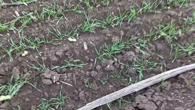 получили всходы озимой пшеницы сорт Алексеич