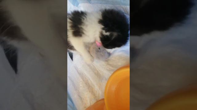 66f65e821d50e3701f9d62a50f3368c6