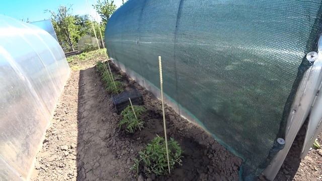 Затеняем теплицы иначе на юге нельзя.