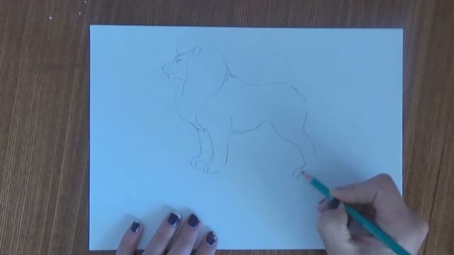 Как легко и просто нарисовать льва карандашом
