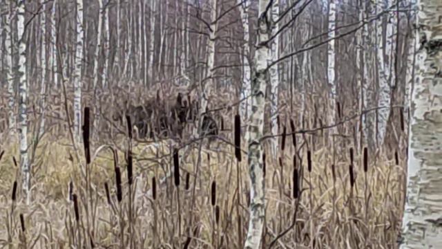 Западно-сибирская лайка работает по лосю