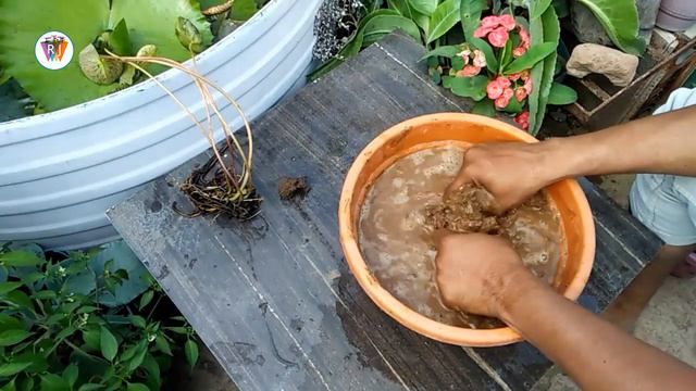 वॉटरलिली, कमळ कंद, पॉटिंग, रीपॉटिंग, Waterlily Repotting, Care | गच्चीवरील बाग