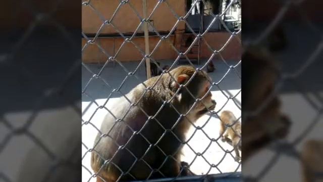 ОБЕЗЬЯНКИ!!! ОЧЕНЬ МИЛЫЕ!!!С ПИТОМНИКА❤