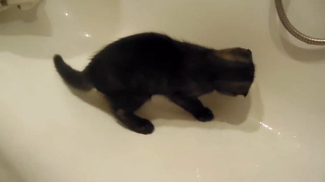 Шотландский вислоухий котенок принимает душ