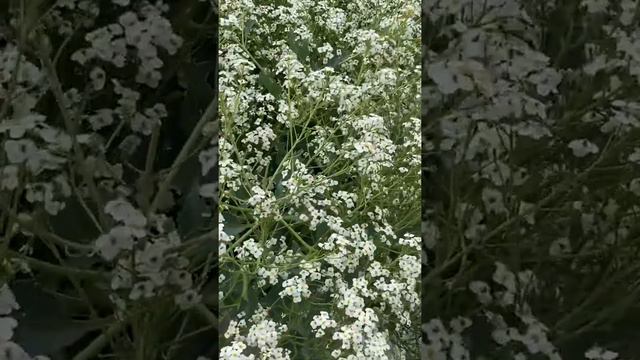 11f422253ed84aaf0de1a867596512ea