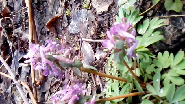 Сиреневый первоцвет 30.03.2016 Spring Flower