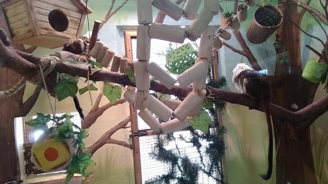 Памяти Умки. Прогулка по Екатеринбургскому зоопарку. Ekaterinburg Zoo.17.04.21