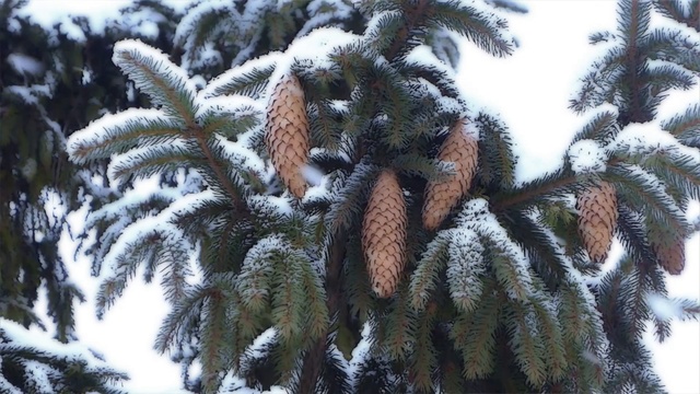 Cea410f7e1429e9ea44b351deab471fa