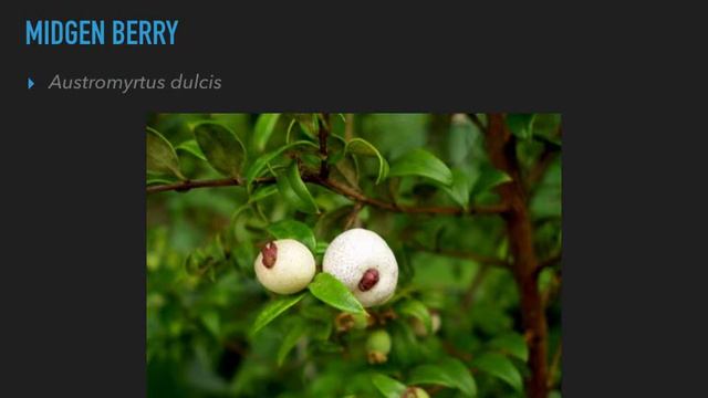 Edible White Berries