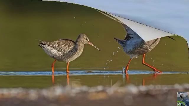 Голоса птиц: щёголь