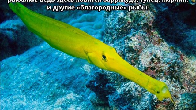 E51ADT Остров Раротонга. С сайта dxnews.com