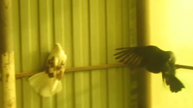 Голуби Николаевщины г.Новый Буг ч-28