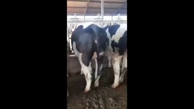 2d935c5d99305385f8671c869c374f95