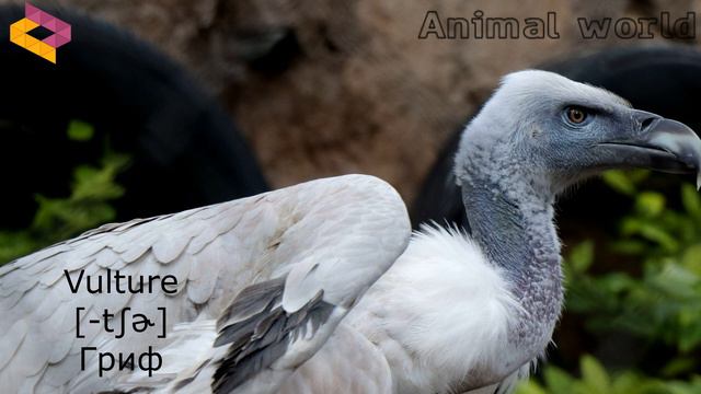 Учим животных на английском. Для детей. Животные Африки