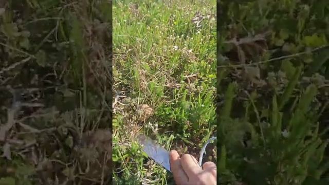 Сморчки как бизнес идея