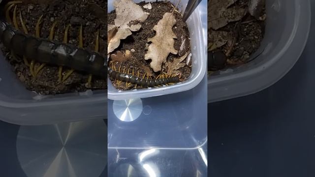 Кормление кольчатых сколопендр 3 (Scolopendra Cingulata)