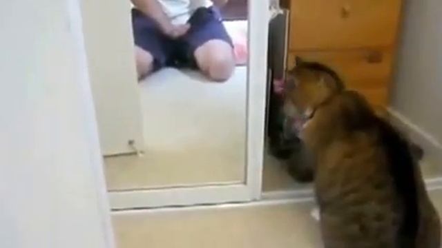 Кот дереться с зеркалом увидев себя