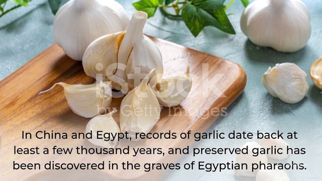 Garlic