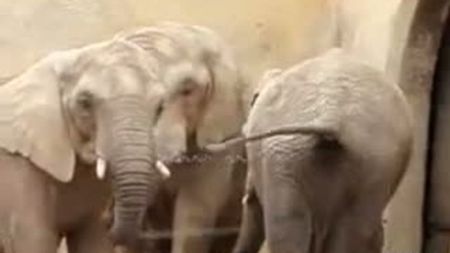 О боже!что делает слон?!?!?