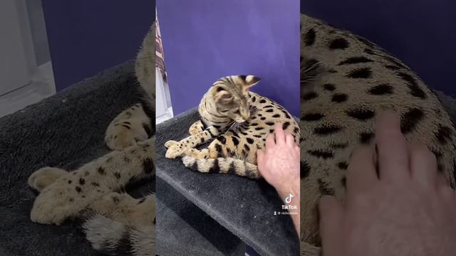 Savannah F1 🐆😺 #richcatsss #kitten #savannahf1