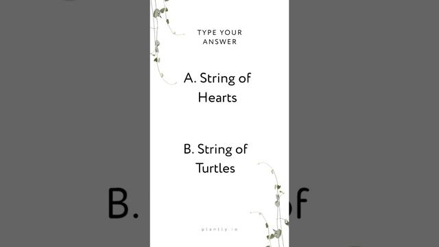 Name This Plant: String Of Hearts Or String Of Turtles?