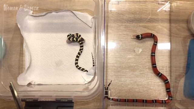 Кормлю двух змей сразу! Королевская и Синалойская змея ужинают и кусают меня за руку