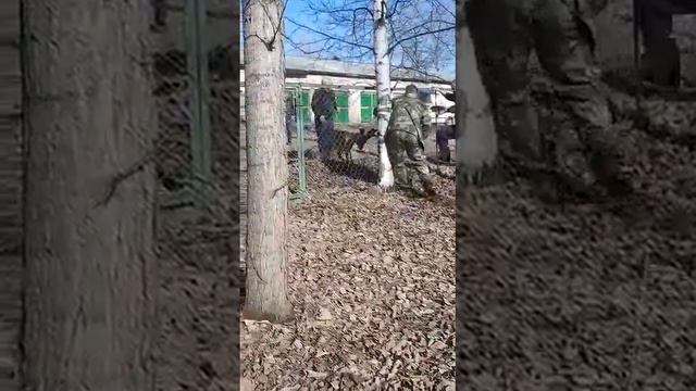 В Февральске косуля запуталась рогами в сетке-рабице