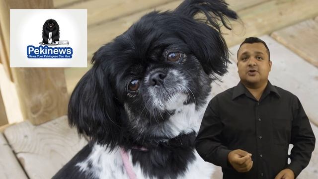 What Should I Feed My Pekingese Dog?