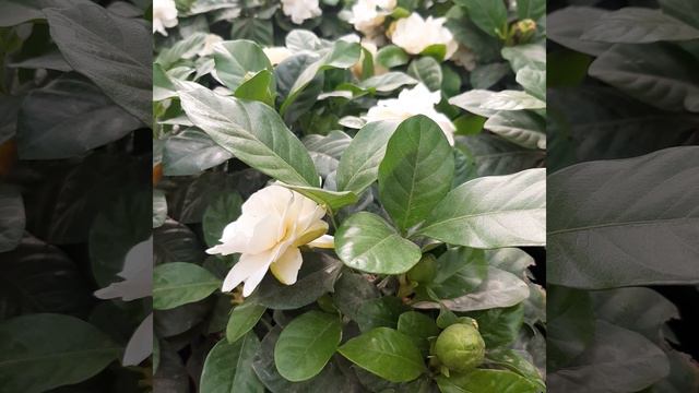 روعة وجمال الجاردينيا الخارجية      Gardenia Jasminoides