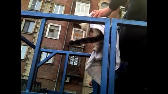 КАК СПАСАЛИ КОТА